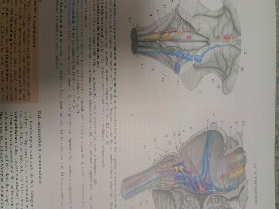 Neuroanatomie Martin Trepel in Ense