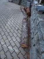 Drechseln Grünholz Apfel Drechselholz Deko Apfelbaum Stamm Baum Bayern - Pfaffenhofen a.d. Ilm Vorschau