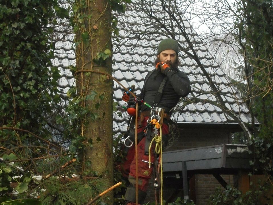 Baumfällung   Baumpflege mittels Seilklettertechnik in Hamburg