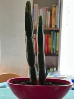 Kaktus Trichocereus pachanoi Nordrhein-Westfalen - Arnsberg Vorschau