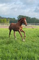 Oldenburger Springpferd Hengst Jährling Niedersachsen - Bassum Vorschau