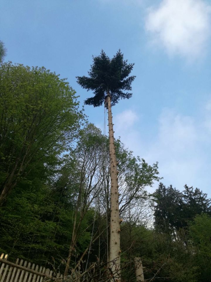 Garten- und Landschaftsbau, Baumfällung in Drei Gleichen