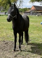 2 Jährigen Pony Hengst Brandenburg - Wittstock/Dosse Vorschau