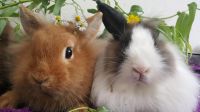 Farbenzwerge Kaninchen männlich & weiblich, entwurmt, geimpft, München - Milbertshofen - Am Hart Vorschau