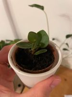 Pilea Babypflanze Ableger Rheinland-Pfalz - Mainz Vorschau