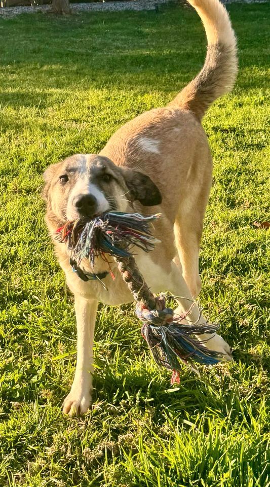 ❤️ Andy ❤️ - treuer Begleiter sucht Zuhause in Neumarkt i.d.OPf.