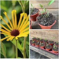 Sonnenhut, Rudbeckia 'Henry Eilers', Staude, Stück 3,50 Euro Niedersachsen - Osteel Vorschau