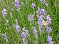 Suche Schrebergarten/Kleingarten/Pachtgarten in Lauingen a.Donau Bayern - Lauingen a.d. Donau Vorschau