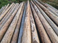 Fichten Stammholz 11.80m Exportholz Nordrhein-Westfalen - Wermelskirchen Vorschau