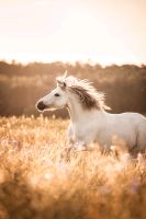 Engel auf vier Beinen sucht Ponybespaßerin in Schwetzingen Baden-Württemberg - Oberderdingen Vorschau