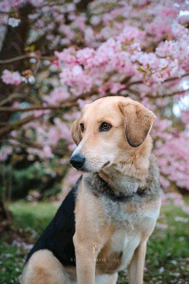 Fotograf*in Hunde | Hundefotos | Fotoshooting Hund Kassel in Ahnatal