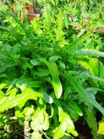 Salatpflanzen in Bioqualität zu verkaufen, 4 Stück für 1,-€ Bayern - Ried Vorschau