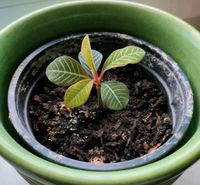 Madagaskar Palme - Spuckpalme (Euphorbia Leuconeura) Sachsen - Radeberg Vorschau