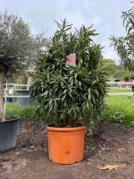 Nerium Oleander Busch | XXL | ca 200cm Stuttgart - Feuerbach Vorschau