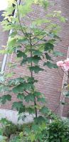 Baum, Ahorn,  ca. 2 m, 3Jahre alt Nordrhein-Westfalen - Mönchengladbach Vorschau