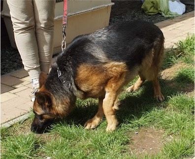 Ägi Schäferhund Hündin in Burgsinn