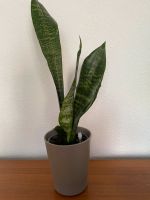 Sansevieria trifasciata 'Zeylanica' Bogenhanf; Zimmerpflanze; Schleswig-Holstein - Plön  Vorschau