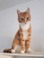 Katze vermisst- Socke ist immer noch verschwunden Niedersachsen - Syke Vorschau