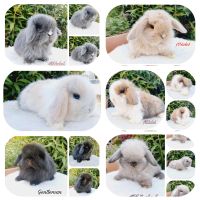 Minilop Hase Mini Lop Kaninchen Zwergwidder Zwergkaninchen Hessen - Neustadt Vorschau