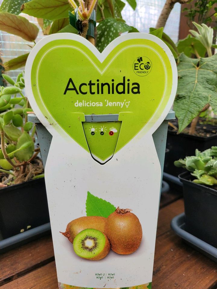 Kiwi-Pflanze Actinidia deliciosa "Jenny" Selbstbefruchtend in Recklinghausen