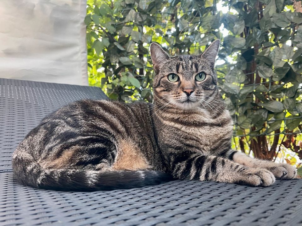 Katze / Kater Theo schmerzlich vermisst in Köln