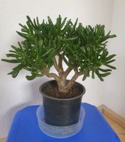 Crassula ovata Gollum Hessen - Bad Homburg Vorschau