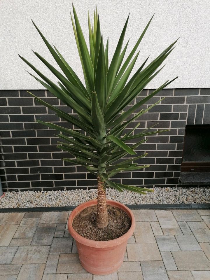 Palme 1,55 - 1,60cm hoch in Doberlug-Kirchhain