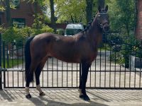 Fahrpony Reitpony Welsh geritten gefahren Niedersachsen - Uelsen Vorschau