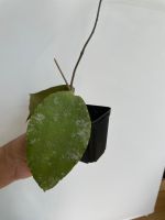 Hoya Caudata big green leaf / Zimmerpflanze Kr. München - Unterschleißheim Vorschau