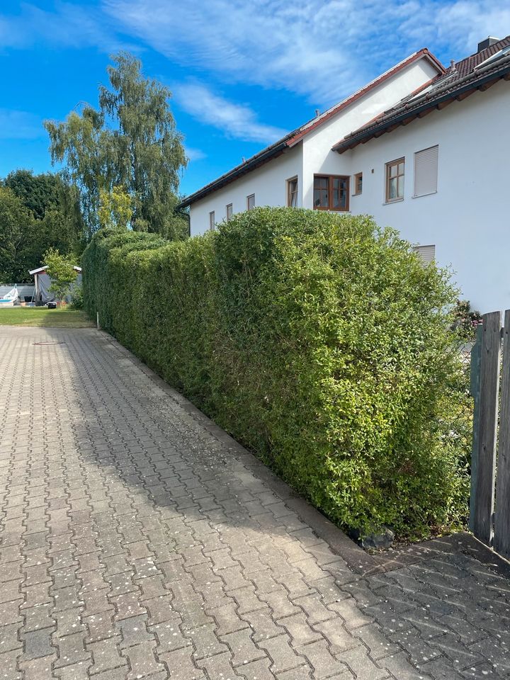 Heckenschnitt, Hecke schneiden, Hecke einkürzen in Königsbrunn