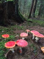 Wald, Waldgrundstück, Forst Baden-Württemberg - Schopfloch Vorschau