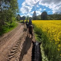 Suche Reitbeteiligung Sachsen - Annaberg-Buchholz Vorschau