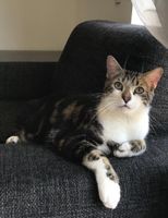 VERMISST - Sankt Augustin Kater (5Jahre) Nordrhein-Westfalen - Sankt Augustin Vorschau