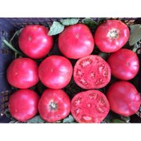 Tomate Ege Pembe 20+ Samen Türkische Tomate Samenfest Saatgut Nordrhein-Westfalen - Viersen Vorschau