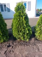 3x Thuja Smaragd 1,25 hoch Bayern - Affing Vorschau