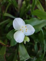 Dreimasterblume weiß Niedersachsen - Hemmoor Vorschau