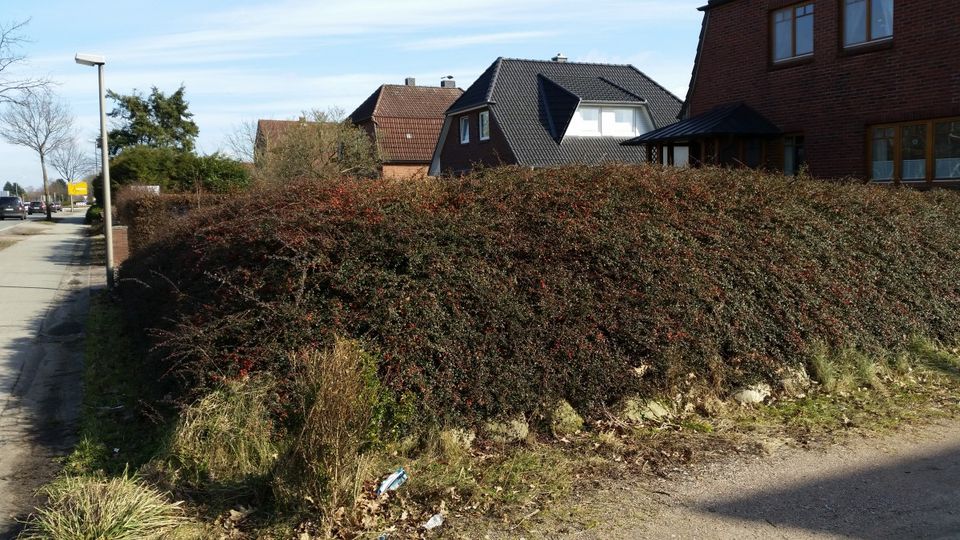 Bodendecker Kriechmispel / Zwergmispel (Cotoneaster) in Weinheim