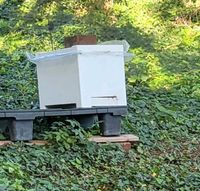 Bienenableger Simplex mit Beute,Bienenvolk Aachen - Aachen-Mitte Vorschau