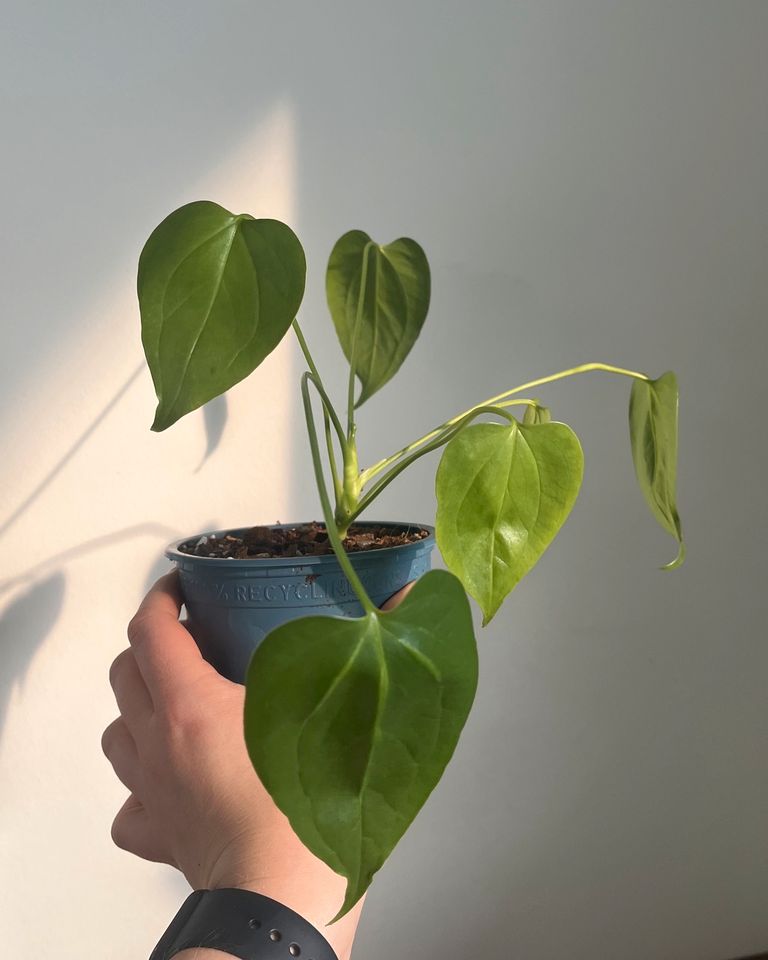 Anthurium grandiflorum Jungpflanzen in Peine