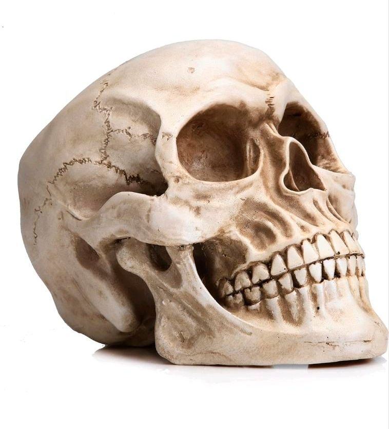 Neuer Totenkopf Totenschädel halloween skull gothic in Düsseldorf