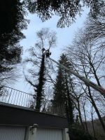 Bäume fällen schnell und günstig Saarland - Püttlingen Vorschau