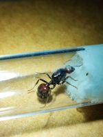 Messor Barbarus Red Head und extra Red Ameisen Düsseldorf - Garath Vorschau