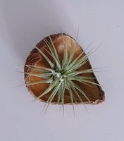 Luftpflanze Airplant Tillandsia im Arti Pod Schleswig-Holstein - Schuby Vorschau