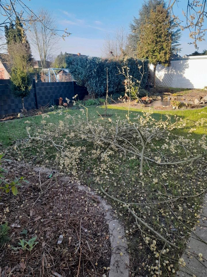 Gartenpflege Gartenservice Rindenmulch Hecke schneiden in Bünde