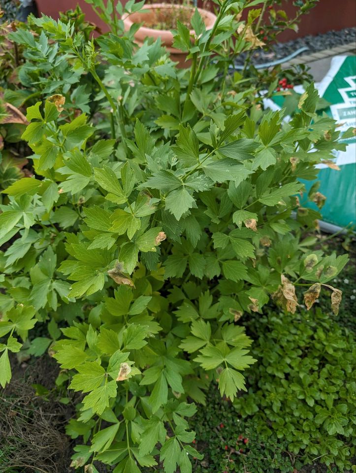 Liebstöckel, Maggi Kraut, bio, Garten, in Hamburg