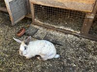 Stallhase weiblich 1 Jahr alt Kaninchen Hase Bayern - Essenbach Vorschau