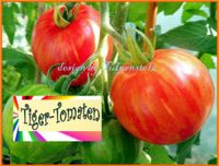 ♥ Tomate TIGERELLA gestreift, Samen,ALTE aromatische Sorte Garten Eimsbüttel - Hamburg Schnelsen Vorschau