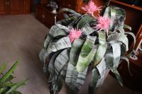 Bromelientopf mit  3 Blüten Sachsen - Drebach Vorschau