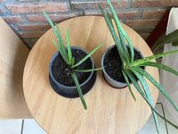 2 Aloe Vera Pflanzen Niedersachsen - Springe Vorschau