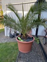 DATTELPALME PHOENIX XL 180/200CM PREMIUM PALME CANARIENSIS Schleswig-Holstein - Schleimünde Vorschau